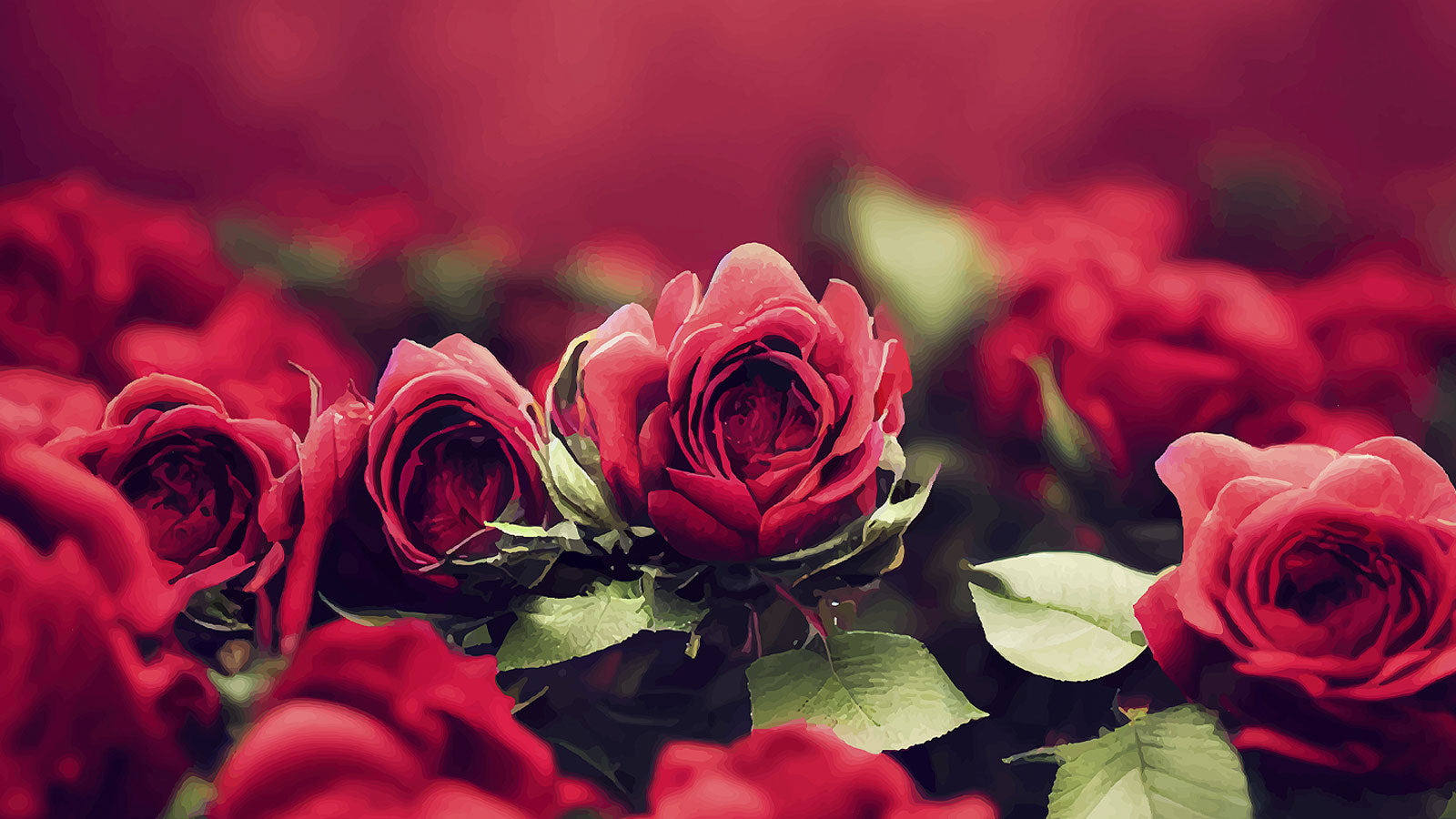 The Sweet Meaning Behind Giving Valentine Flowers